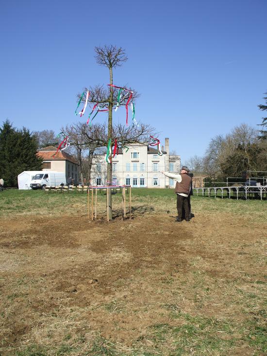 Tilleul à danser à Mazilles ( saone et loire )