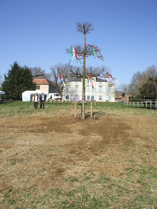 Tilleul à danser