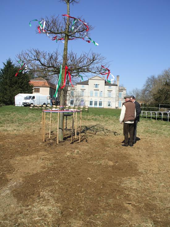 Tilleul à danser à Mazilles ( saone et loire )