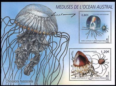 01 f963 01 01 2021 meduses de l ocean austral 1