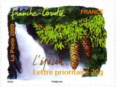 065 310 25 04 2009 flore du sud l epicea franche comte