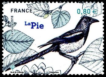 18 10 06 2018 les oiseaux de nos jardins pie