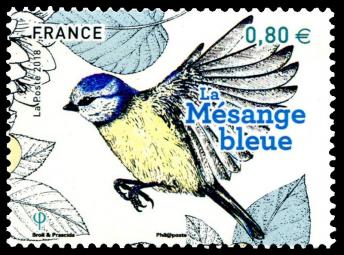 19 10 06 2018 les oiseaux de nos jardins mesange