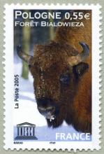 38 132 26 11 2005 foret de bialowieza pologne