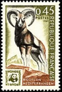 47 1613 11 10 1969 mouflon