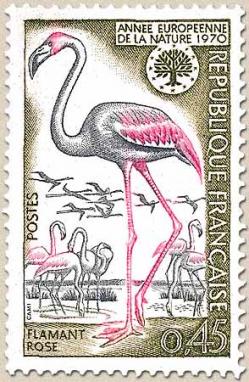 49 1634 21 03 1970 flamant rose