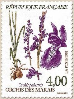 50 2768 1992 orchis des marais