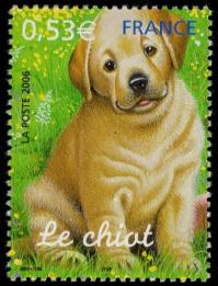 68 3898 22 04 2006 le chiot
