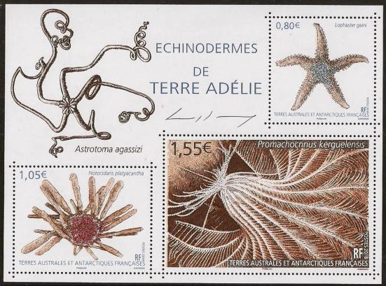 92a 02 01 2018 echinodermes de terre adelie