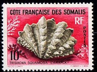 03 tridacna squamosa 312 lambert 1963