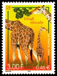06 3333 17 06 2000 girafe